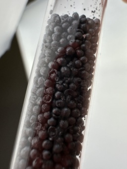 Pure Iodine is a dark purple, almost black solid in average Earth temperatures. This macro photo shows mostly pure Iodine beads inside of a glass ampoule, which has been turned horizontally. The texture of the beads look extremely similar to blueberries, but don’t be fooled, pure Iodine can be toxic and cause chemical burns.