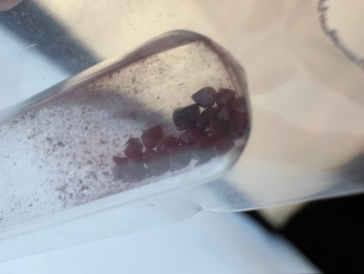 Tiny, lab grown crystals of an unusual, dark blood red allotrope (form) of Selenium. This sample has the monoclinic crystal structure. Photos of this form are rare. This allotrope is different from the amorphous bright red powder that precipitates from reactions that make elemental Selenium.